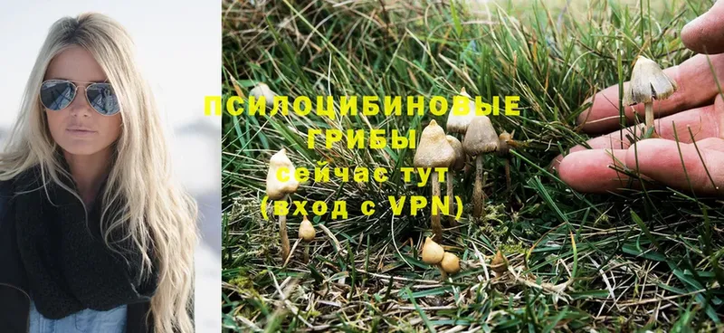 OMG сайт  где купить наркотик  Володарск  Псилоцибиновые грибы Psilocybine cubensis 